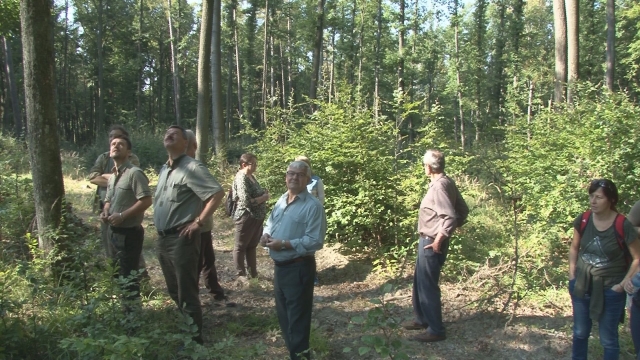 Aj lesníci cítia klimatickú zmenu